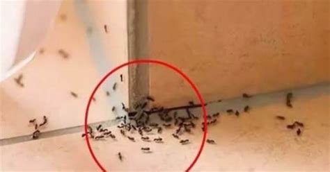 家裡螞蟻變多 五行 屬